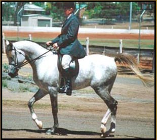 Midu Silver Sultan - 15.1hh Grey Arabian Stallion